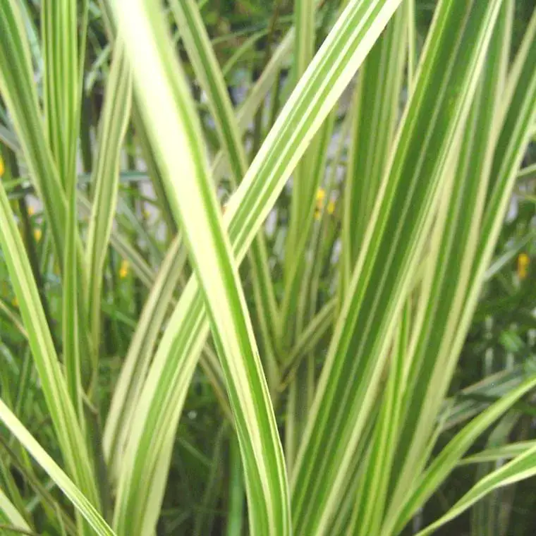 Solde Miscanthus sinensis Morning light ou eulalie – Le pot de 4 litres.