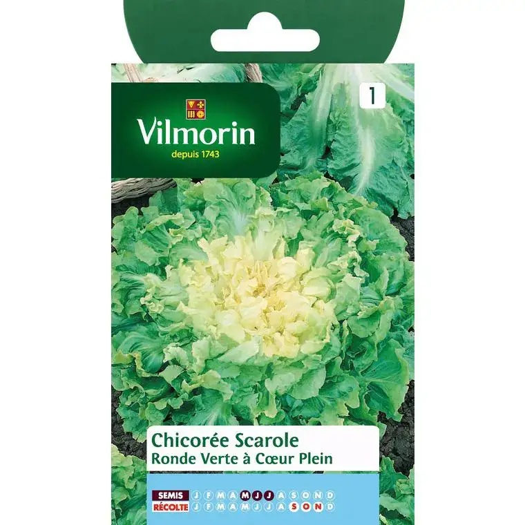 Graines de chicorée scarole ronde verte Vilmorin – graines à semer Authentique