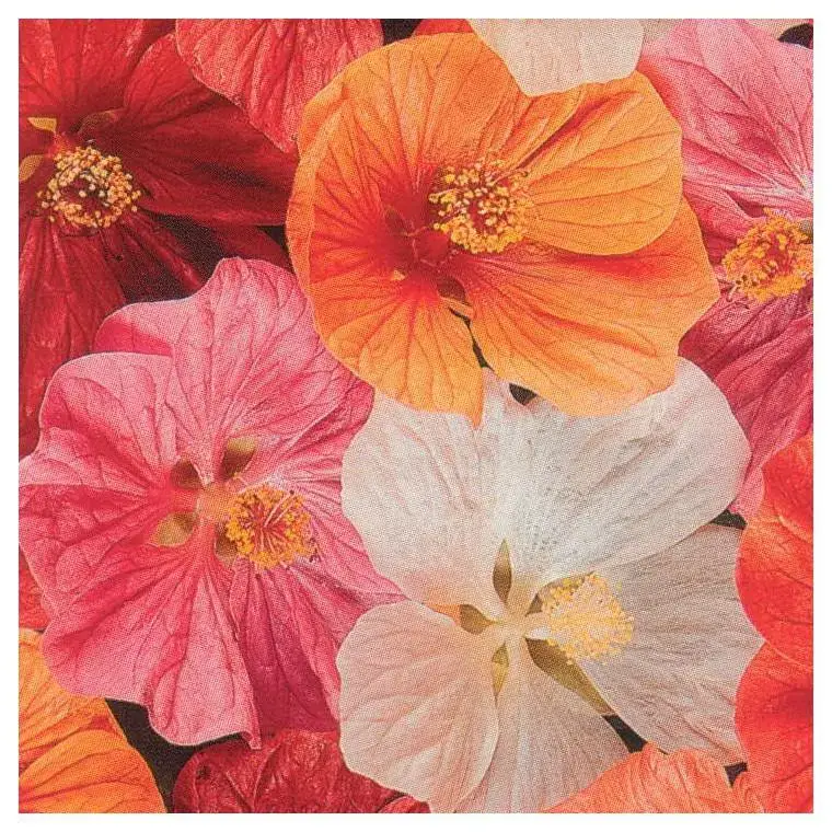 Abutilon – Le pot de 4 litres Promotion