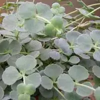 Authentique Sedum Sieboldii – Le pot de 2 litres