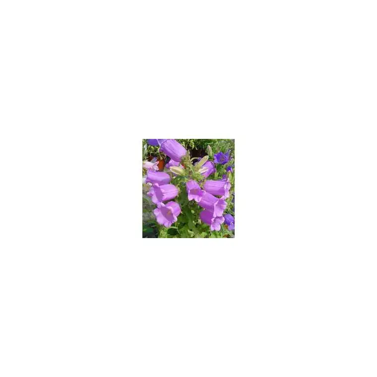 Bon Marché Campanula Medium – Le pot de 1 litre