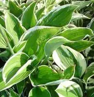 Affaire À Saisir Hosta variées – Le pot de 3 litres