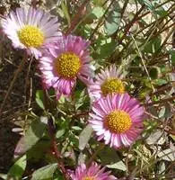 Achetez Aujourd&rsquo;hui Erigeron Karvinskianus – Le pot de 1 litre