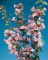 Abélia Grandiflora Edward Goucher rose. Le pot de 7 litres Meilleur Prix