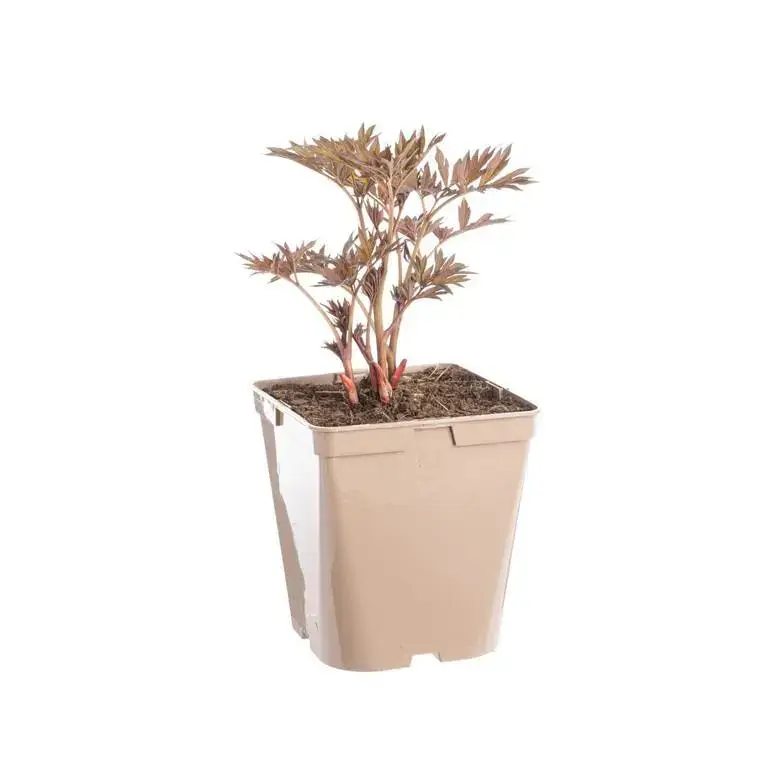 Top Vente Pivoine Scarlet Heaven – Le pot de 5 litres