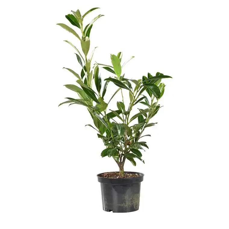 Vente Directe Laurier cerise (Laurier palme) Rotundifolia vert. Le pot de 3 litres