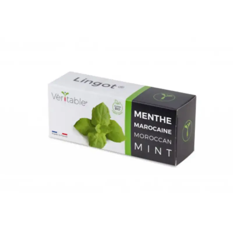 Meilleur Choix Lingot Menthe marocaine bio pour potager Véritable