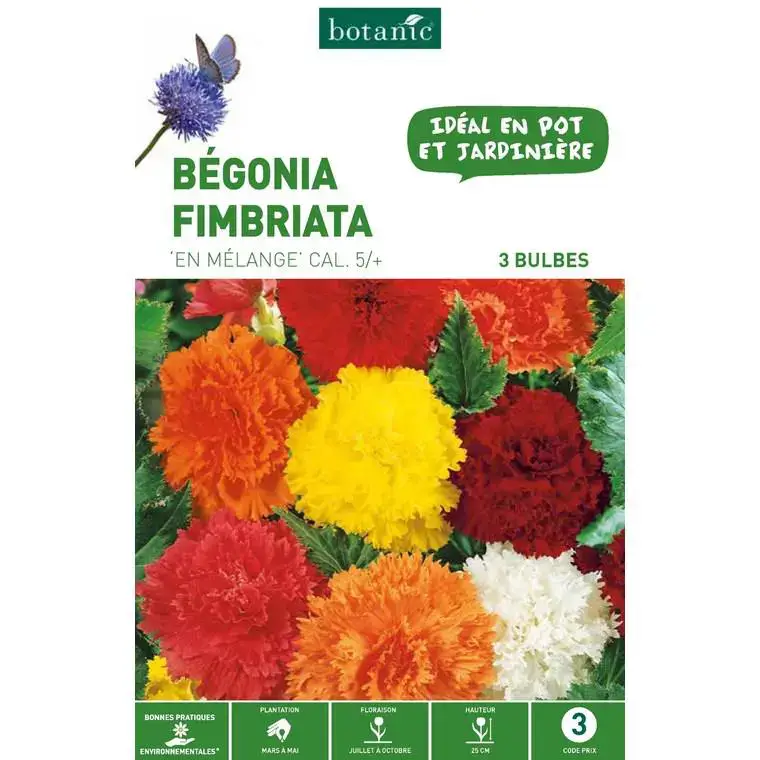 Bégonia Fimbriata en mélange botanic® – 3 bulbes Meilleur Prix