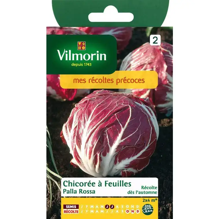 Graines de chicorée à feuilles palla rossa Vilmorin – graines à semer Prix Promo