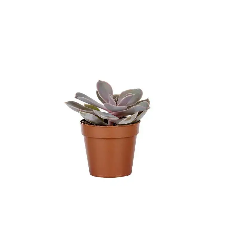 Vente Directe Plante grasse botanic® – Pot 5.5 cm