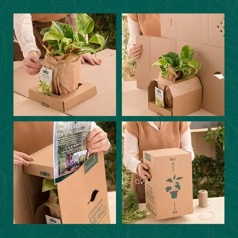 Acheter Direct Osmanthe faux-houx ou Osmanthus heterophyllus Tricolor au feuillage multicolore. Le pot de 3 litres