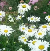 Top Vente Grande marguerite blanche. Le pot de 1 litre