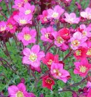 Saxifraga Elf – Le pot de 1 litre Super Prix