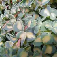 Sedum Mexicanum – Le pot de 1 litre Paiement Sécurisé