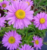 Aster Dumosus violet. La barquette de 6 plants Produit De Marque