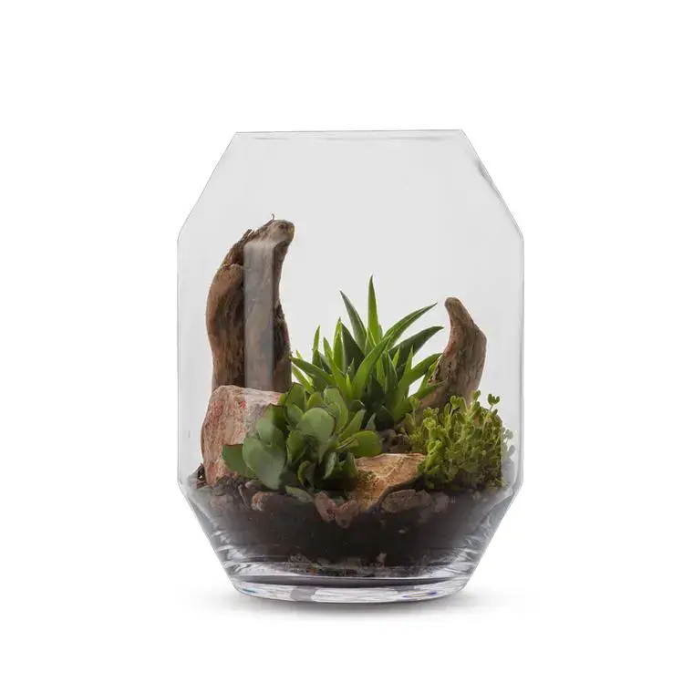 Terrarium Barnwell Succulente en verre transparent Naturalys taille L – Ø 25 x 33 cm Authentique