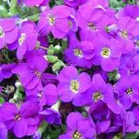 Achetez Aujourd&rsquo;hui Aubriète – Le pot de 2,5 litres