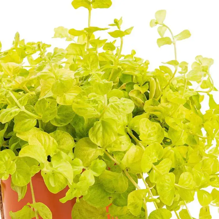 Vente Directe Lysimaque nummulaire – Le pot de 0,5 litre