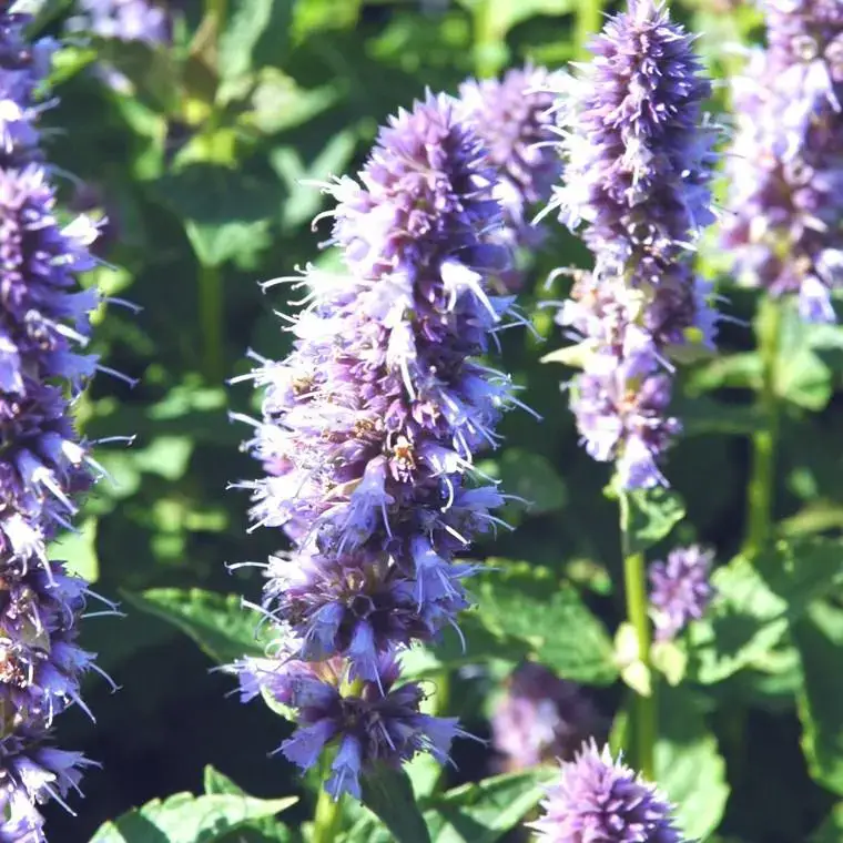 Agastache (hysope anisée) à fleurs bleues – Le pot de 3 litres Pas Cher