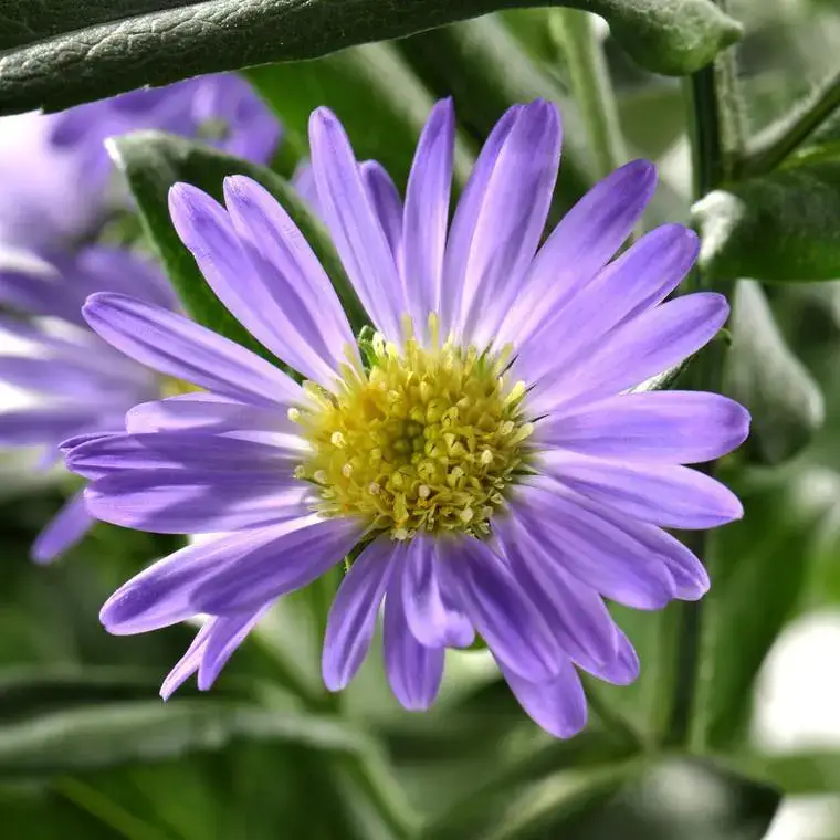 Aster à fleurs multicolores en mélange – La jardinière de 40 cm avec soucoupe Remise