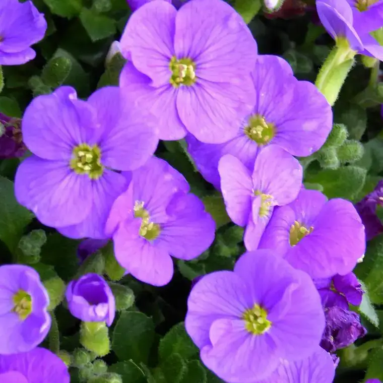 Aubriète (Aubrieta) à fleurs violettes – La jardinière de 40 cm Prix Bas