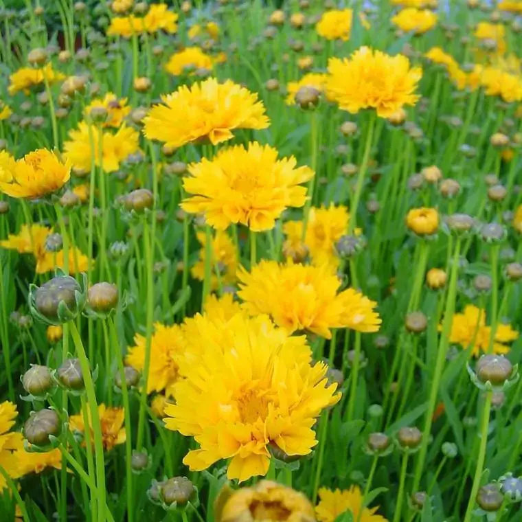 Affaire À Saisir Coreopsis vivace à fleurs jaunes – Le pot de 0,7 litre