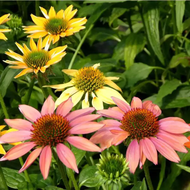 Usine Directe Échinacée à fleurs multicolores. Le pot de 3 litres