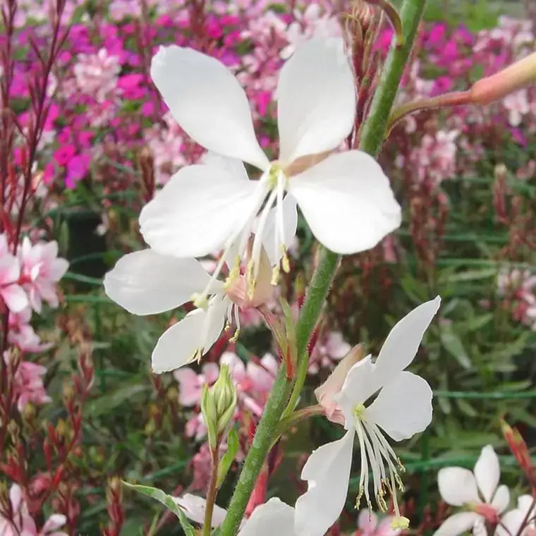 Retour Gratuit Gaura blanc. Le pot de 4,5 litres