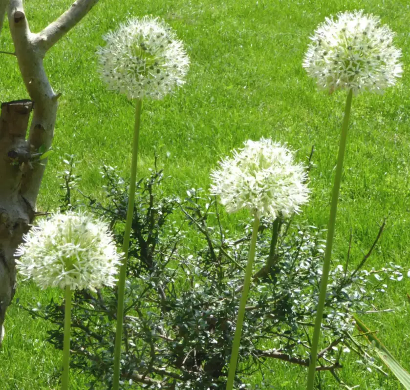 Super Prix Allium Mount Everest. Le pot de 3 litres