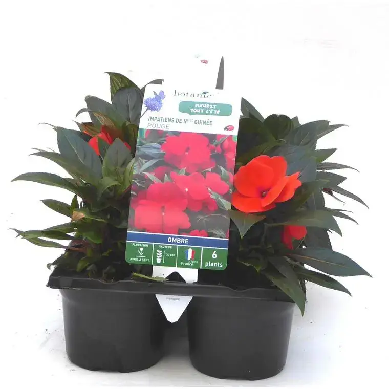 Vente Directe Impatiens de Nouvelle Guinée rouge orange – Le pack de 6 plants
