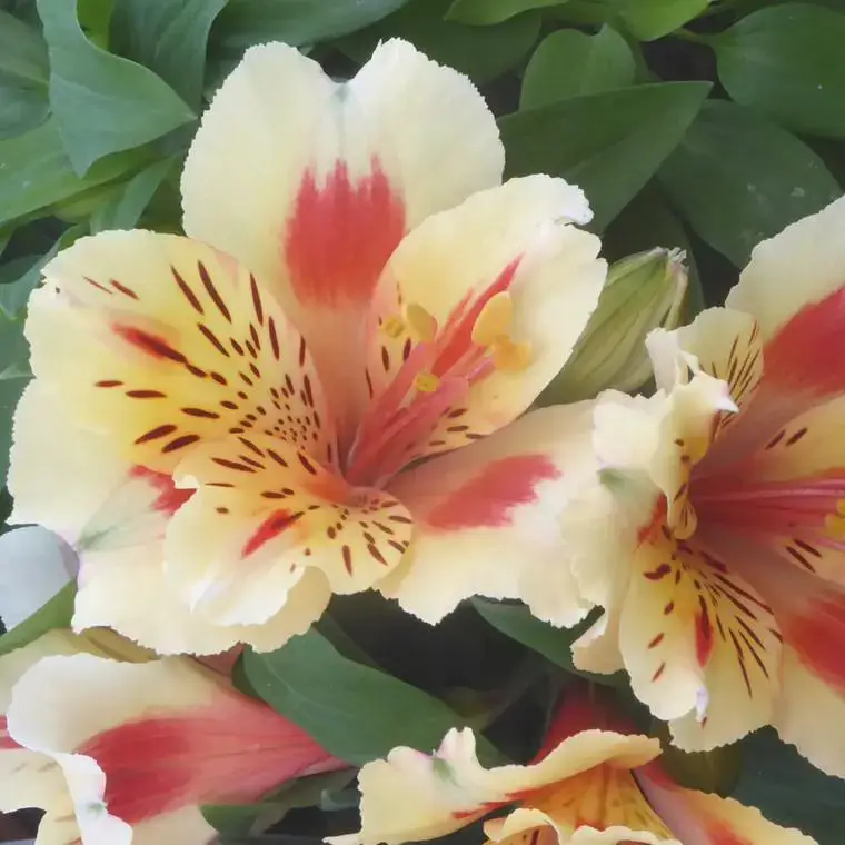 Alstroemère panaché à fleurs multicolores (Lis du Pérou) – Le pot de 4 litres Acheter Direct