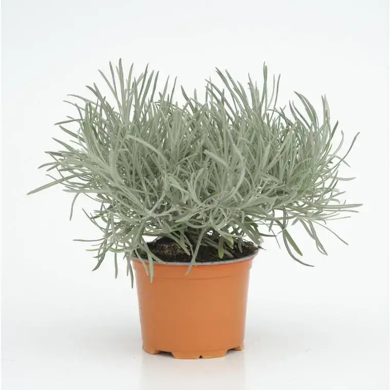 Usine Directe Helichrysum Thianschanicum – Le pot diam 12 cm