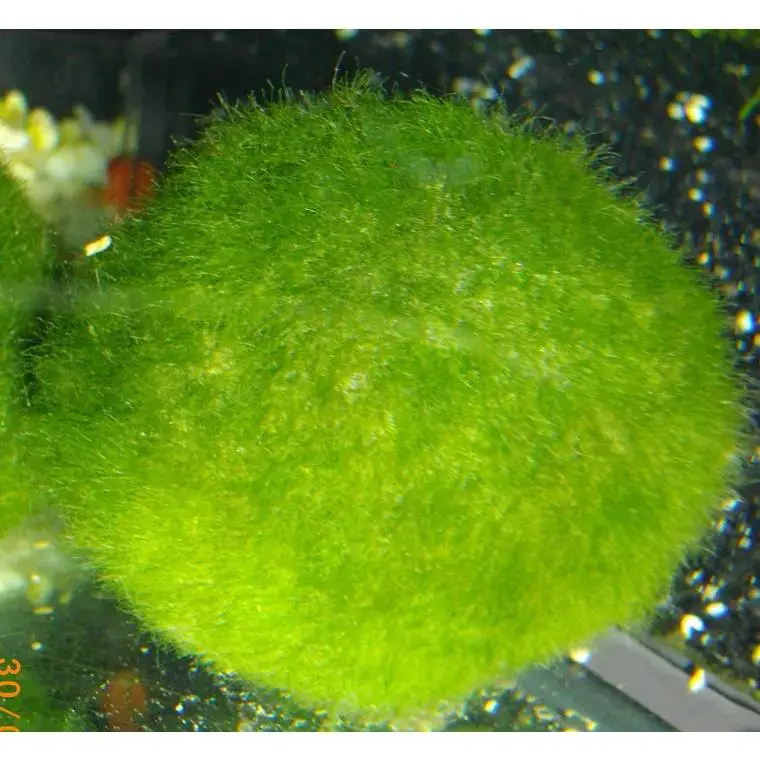 Expédition Rapide Boule de Cladophora