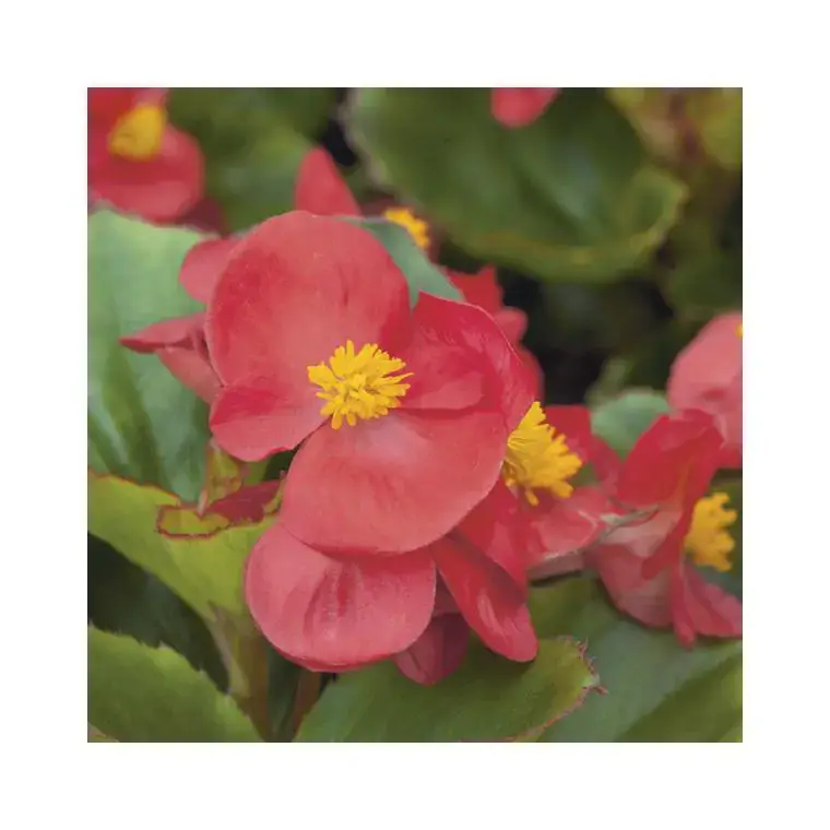Bégonia à massifs rouge – Le pack de 6 plants Prix Réduit