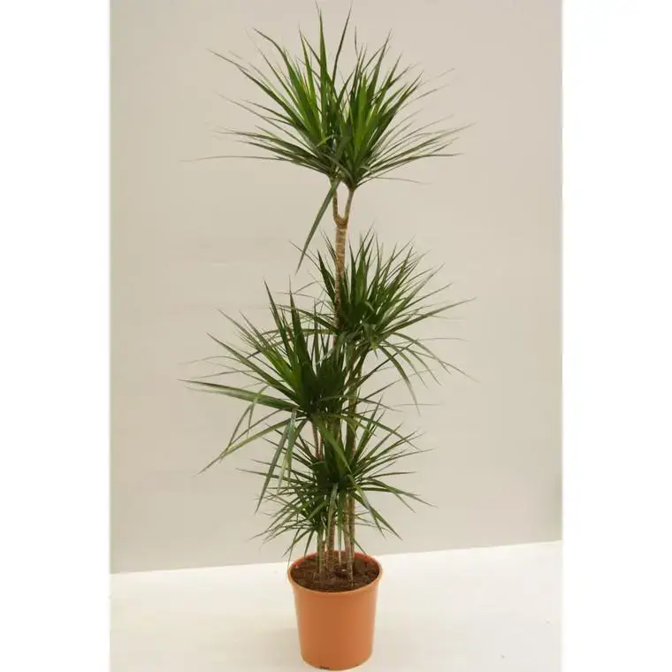 4 pieds de dracaena marginata en pot Ø 27 cm Nouvel Arrivage