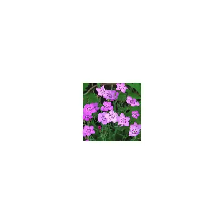 Acheter En Ligne Dianthus Deltoides – Le pot de 3 litres