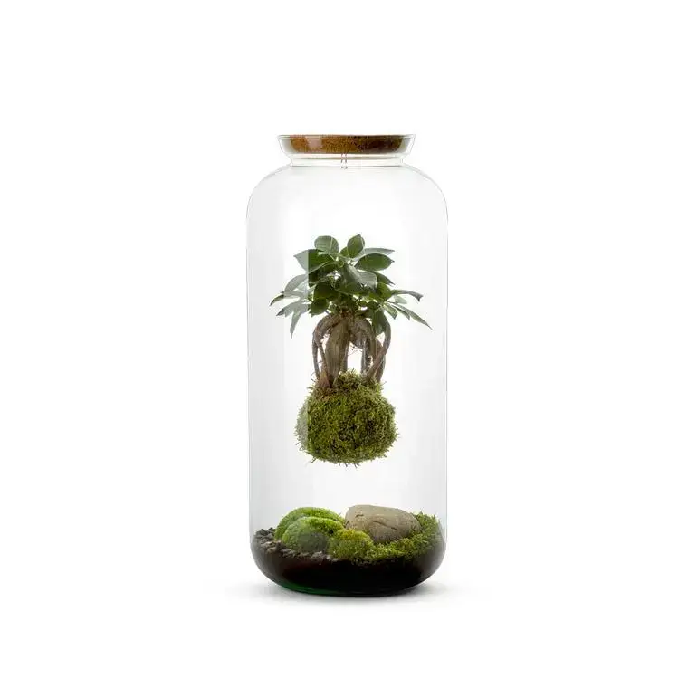 Offre Du Jour Terrarium Bulle de Nature Bonbonne Kokedama Ginseng en verre transparent Naturalys taille L – Ø 23 x 50 cm