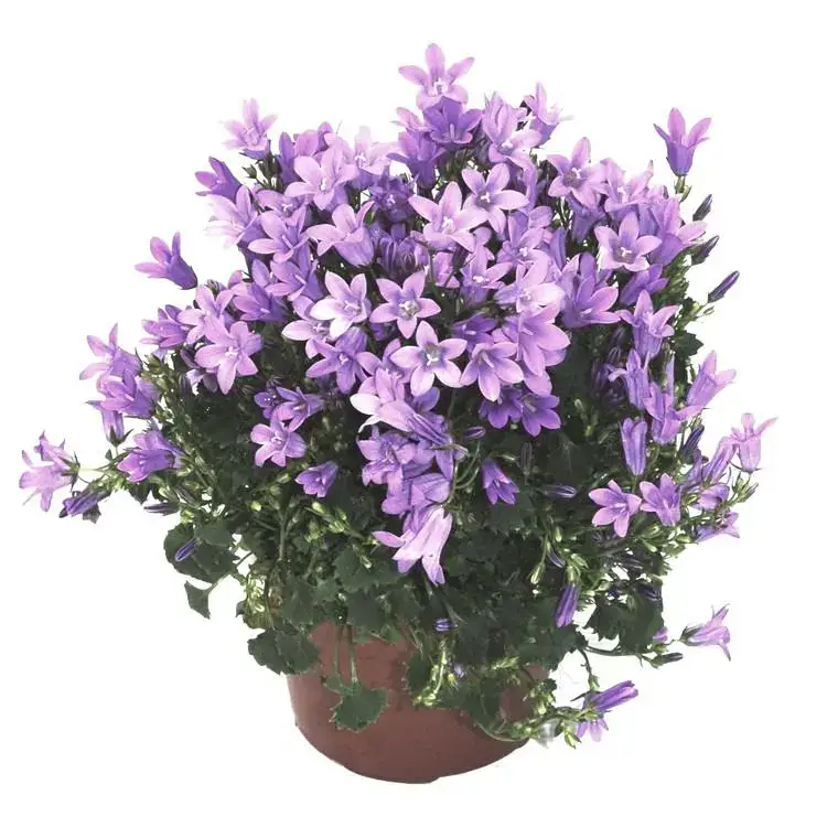 Vente Directe Campanula Get Me bleue – Le pot de 10.5 cm