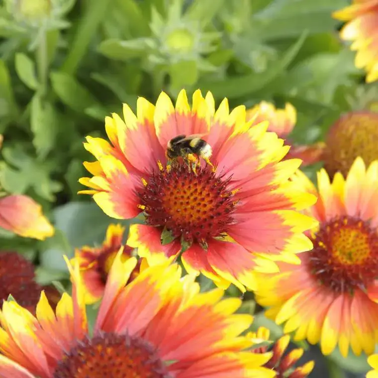 Acheter En Ligne Gaillarde à fleurs multicolores – Le pot Ø 19 cm