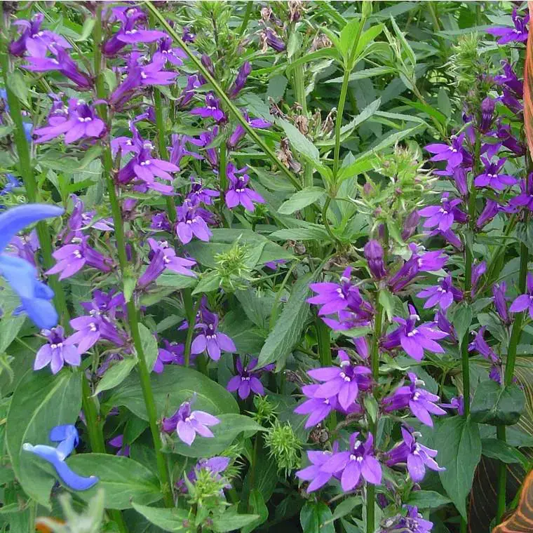 Seulement Aujourd&rsquo;hui Lobelia speciosa – Le pot de Ø 19 cm