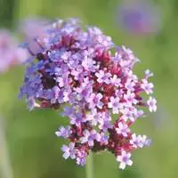 Verbena Bonariensis – Le pot de 3 litres Promotion Saisonnière