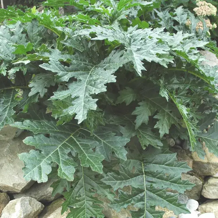 Acanthe à feuilles molles (Acanthus mollis) blanc et vert – Le pot de 9 x 9 cm Nouvel Arrivage
