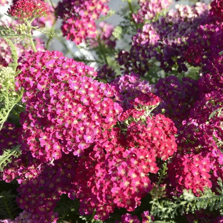 Achillée millefeuille Red Beauty rouge – Le pot de 9 x 9 cm Seulement Aujourd&rsquo;hui