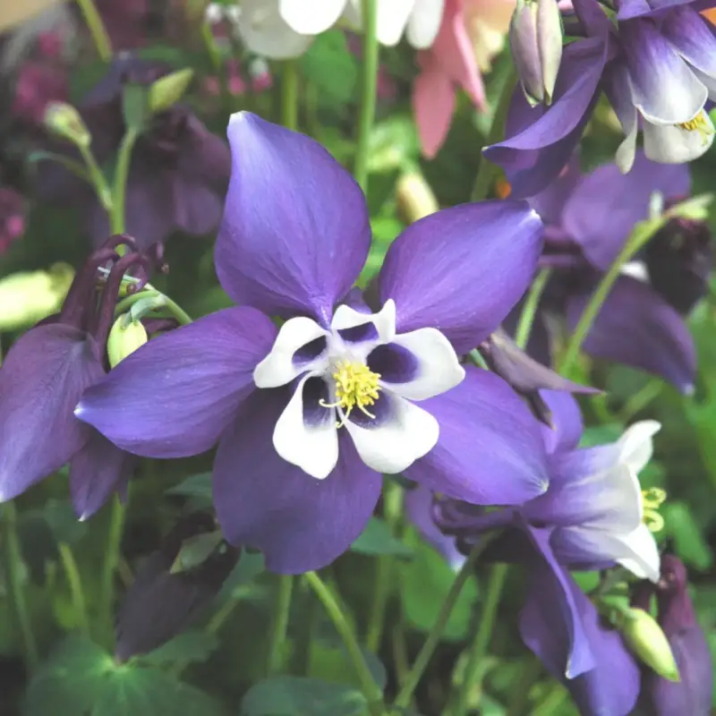 Quantité Limitée Aquilegia Caerulea Blue Star (Bleu). Le pot de 9×9 cm
