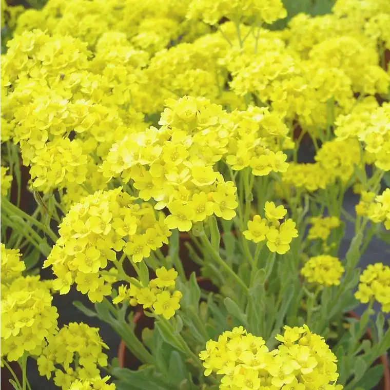 Bon Marché Alysse (Alyssum saxatile) ou Corbeille d&rsquo;or à fleurs jaunes – Le pot 9 x 9 cm