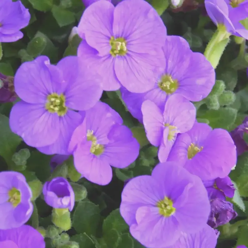 Aubrietia Gracilis Kitte (Bleu). Le pot de 9×9 cm Meilleur Choix