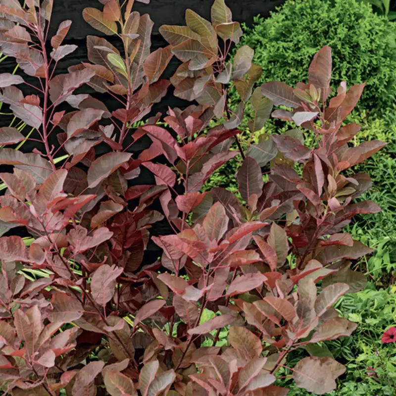 Arbre à perruques Grace rouge. Le pot de 3 litres Top Vente