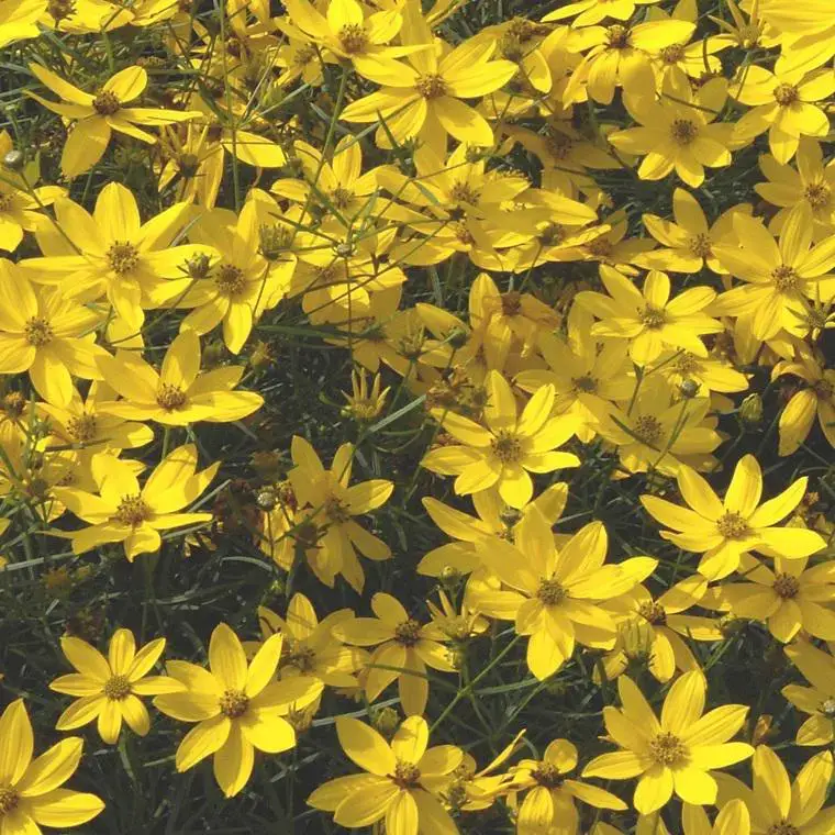 Promotion Coreopsis verticillata à fleurs jaunes – Le pot de 1 litre