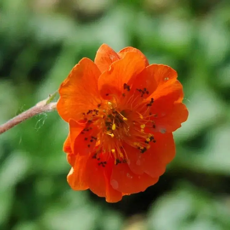 Benoîte ou Geum à fleurs multicolores – Le pot de 1 litre Acheter En Ligne