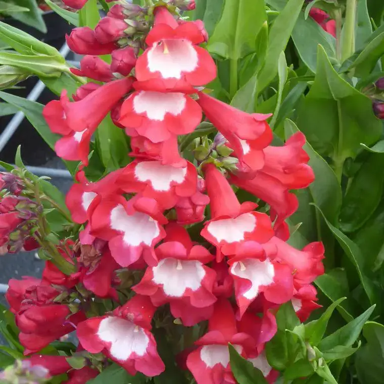 Satisfait Ou Remboursé Penstemon – Le pot de 1 litre